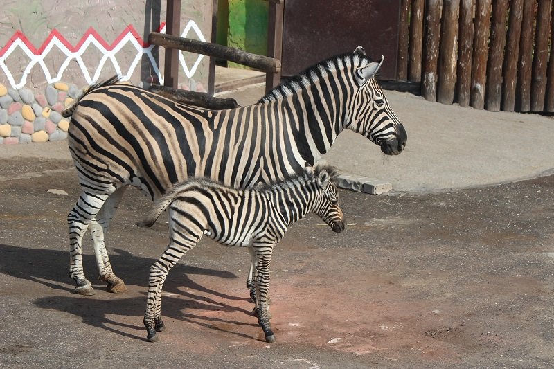 День рождения детеныша зебры отметили в нижегородском зоопарке - фото 1