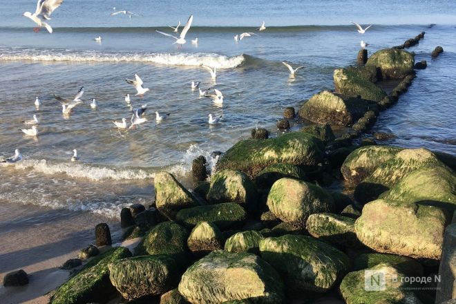 &laquo;Впечатляющий опыт&raquo;. Нижегородка рассказала о плюсах и минусах отдыха в Калининграде - фото 24